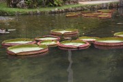 Detail of victorias regia (Victoria amazonica) - also known as Amazon Water Lily or Giant Water Lily - Frei Leandro Lake - Botanical Garden of Rio de Janeiro - Rio de Janeiro city - Rio de Janeiro state (RJ) - Brazil