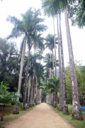 Imperial palms - Botanical Garden of Rio de Janeiro - Rio de Janeiro city - Rio de Janeiro state (RJ) - Brazil