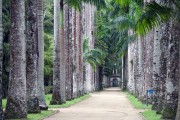 Imperial palms - Botanical Garden of Rio de Janeiro - Rio de Janeiro city - Rio de Janeiro state (RJ) - Brazil