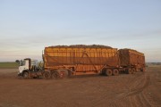Truck loaded with sugarcane after mechanized harvest - Potirendaba city - Sao Paulo state (SP) - Brazil