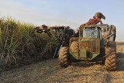 mechanized harvest of sugarcane - Potirendaba city - Sao Paulo state (SP) - Brazil