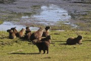 Capybara (hydrochoerus hydrochaeris) - Balsamo city - Sao Paulo state (SP) - Brazil