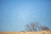 Flight of swallows on the border between Piaui and Maranhao - Uniao city - Piaui state (PI) - Brazil