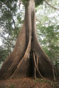 Kapok tree (Ceiba pentandra)- Igapo - Iranduba city - Amazonas state (AM) - Brazil
