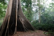 Kapok tree (Ceiba pentandra)- Igapo - Iranduba city - Amazonas state (AM) - Brazil