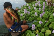 Riverine child holding tucunare fish in Ariau River - Iranduba city - Amazonas state (AM) - Brazil