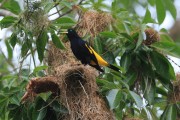 Detail of Yellow-rumped Cacique (Cacicus cela) - Maues city - Amazonas state (AM) - Brazil
