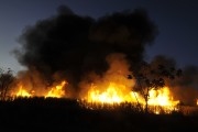 Large fire in sugarcane plantation - Irapua city - Sao Paulo state (SP) - Brazil