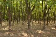 Rubber trees Plantation (Hevea brasiliensis) - Neves Paulista city - Sao Paulo state (SP) - Brazil