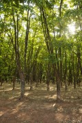 Rubber trees Plantation (Hevea brasiliensis) - Neves Paulista city - Sao Paulo state (SP) - Brazil