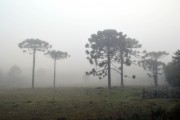 Trees with fog at dawn - Canela city - Rio Grande do Sul state (RS) - Brazil