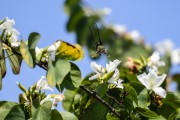 Hummingbird seeks nectar in bloom - Xangri-la city - Rio Grande do Sul state (RS) - Brazil