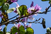 Hummingbird seeks nectar in bloom - Xangri-la city - Rio Grande do Sul state (RS) - Brazil