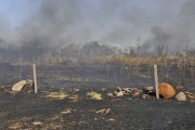 Fire in native forest - Former IPA area (Instituto Penal Agricola) - Sao Jose do Rio Preto city - Sao Paulo state (SP) - Brazil
