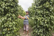 Small pepper producer in the Sezinio Fernandes de Jesus Settlement - Linhares city - Espirito Santo state (ES) - Brazil
