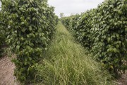 Vetiver Grass between pepper plantation lines - used as soil cover to prevent insolation and moisture evaporation - Linhares city - Espirito Santo state (ES) - Brazil
