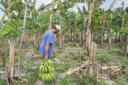 Small producer harvesting bananas in the Sezinio Fernandes de Jesus Settlement - Linhares city - Espirito Santo state (ES) - Brazil