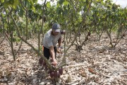Small producer harvesting cocoa in the Sezinio Fernandes de Jesus Settlement - Linhares city - Espirito Santo state (ES) - Brazil