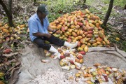 Rural worker breaking cocoa - Linhares city - Espirito Santo state (ES) - Brazil