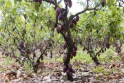 Cocoa plantation in the cabruca system - These are cultivation areas where cocoa was planted under the shade of the grated native forest - Linhares city - Espirito Santo state (ES) - Brazil