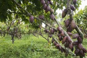 Cocoa plantation in the semi cabruca system - Linhares city - Espirito Santo state (ES) - Brazil