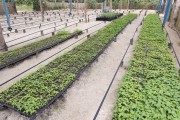 Cocoa seedling nursery - Linhares city - Espirito Santo state (ES) - Brazil