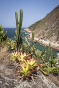Cactus and bromeliads in slope - Serra da Tiririca State Park - Niteroi city - Rio de Janeiro state (RJ) - Brazil