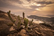 Cactus in slope - Serra da Tiririca State Park - Niteroi city - Rio de Janeiro state (RJ) - Brazil