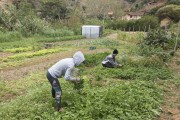 Rural workers harvesting vegetables in organic garden - Santa Maria de Jetiba city - Espirito Santo state (ES) - Brazil