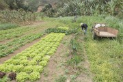 Rural worker harvesting vegetables in organic garden - Santa Maria de Jetiba city - Espirito Santo state (ES) - Brazil