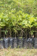 Tree seedlings for reforestation project - Guapiacu Ecological Reserve - Cachoeiras de Macacu city - Rio de Janeiro state (RJ) - Brazil