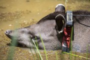 Detail of tapir (Tapirus terrestris) necklace GPS to monitoring for animal - Guapiacu Ecological Reserve - Cachoeiras de Macacu city - Rio de Janeiro state (RJ) - Brazil