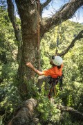 Man doing photo trap maintenance on tree top - Tijuca National Park - Rio de Janeiro city - Rio de Janeiro state (RJ) - Brazil