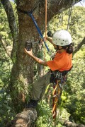 Man doing photo trap maintenance on tree top - Tijuca National Park - Rio de Janeiro city - Rio de Janeiro state (RJ) - Brazil