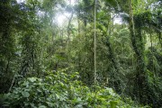 View of typical vegetation of Atlantic Rainforest - Tijuca National Park - Rio de Janeiro city - Rio de Janeiro state (RJ) - Brazil