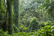 View of typical vegetation of Atlantic Rainforest - Tijuca National Park - Rio de Janeiro city - Rio de Janeiro state (RJ) - Brazil