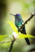 Violet-capped Woodnymph (Thalurania glaucopis) - Serrinha do Alambari Environmental Protection Area - Resende city - Rio de Janeiro state (RJ) - Brazil