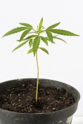 Small marijuana plant (Cannabis sativa) planted in small pot - Rio de Janeiro city - Rio de Janeiro state (RJ) - Brazil