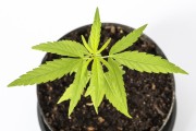 Small marijuana plant (Cannabis sativa) planted in small pot - Rio de Janeiro city - Rio de Janeiro state (RJ) - Brazil