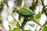Detail of maroon-bellied parakeet (Pyrrhura frontalis) - Serrinha do Alambari Environmental Protection Area - Resende city - Rio de Janeiro state (RJ) - Brazil