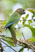 Detail of maroon-bellied parakeet (Pyrrhura frontalis) - Serrinha do Alambari Environmental Protection Area - Resende city - Rio de Janeiro state (RJ) - Brazil