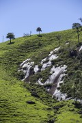 Springs of water sprouting from the rock at the top of the Serra da Mantiqueira mountain - Sao Jose dos Campos city - Sao Paulo state (SP) - Brazil