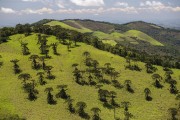 Landscape of Mantiqueira Mountain Range covered with pasture and araucarias - Sao Jose dos Campos city - Sao Paulo state (SP) - Brazil