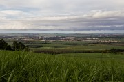 Sugarcane and eucalyptus plantation in the rural area of Cordeiropolis - Cordeiropolis city - Sao Paulo state (SP) - Brazil