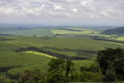 Eucalyptus plantation in peripheral depression between basaltic cuestas - Torrinha city - Sao Paulo state (SP) - Brazil
