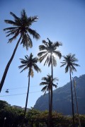 Palm trees and Cable car making the crossing between the Urca Mountain and Sugarloaf - Rio de Janeiro city - Rio de Janeiro state (RJ) - Brazil