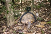 Yellow-footed turtle with GPS tracker and Go Pro camera in a biology project in Tijuca Forest  - Rio de Janeiro city - Rio de Janeiro state (RJ) - Brazil