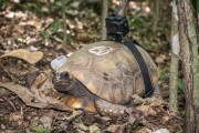 Yellow-footed turtle with GPS tracker and Go Pro camera in a biology project in Tijuca Forest  - Rio de Janeiro city - Rio de Janeiro state (RJ) - Brazil