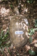 Yellow-footed turtle with GPS tracker in a biology project in Tijuca Forest  - Rio de Janeiro city - Rio de Janeiro state (RJ) - Brazil