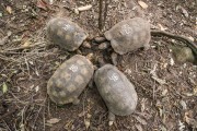 Yellow-footed turtles with GPS tracker in a biology project in Tijuca Forest  - Rio de Janeiro city - Rio de Janeiro state (RJ) - Brazil